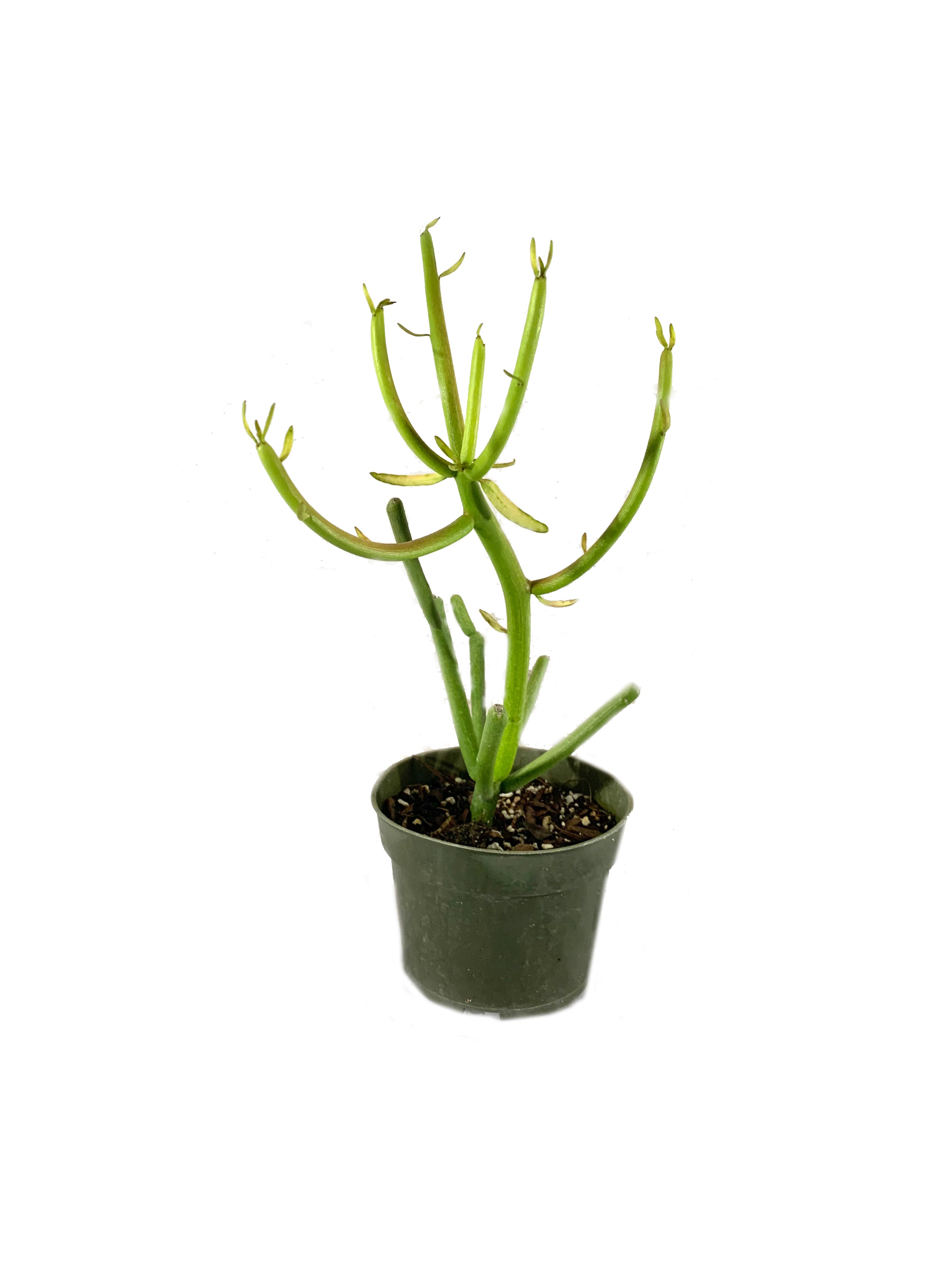 pencil cactus wiki Pencil Cactus - Live Plant in a 4 Inch Pot - Euphorbia Tirucalli