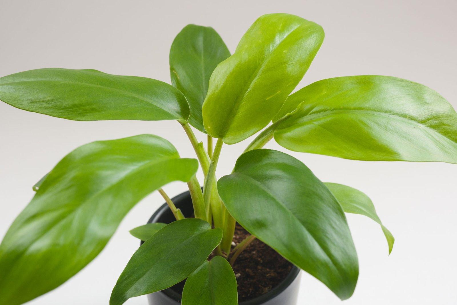 philodendron eva care Philodendron Eva - Live Plant in a 4 Inch Growers Pot - Philodendron 'Eva'