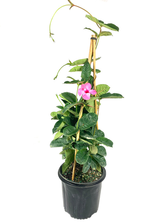 Pink Mandevilla Plant with Trellis - Live Plant in a 10 Inch Pot - Beautiful Flowering Easy Care Vine for The Patio and Garden