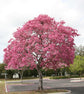 Pink Tabebuia Trumpet Tree - Live Plant in a 3 Gallon Pot - Tabebuia Heterophylla - Beautiful Flowering Tree