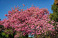 Pink Tabebuia Trumpet Tree - Live Plant in a 3 Gallon Pot - Tabebuia Heterophylla - Beautiful Flowering Tree