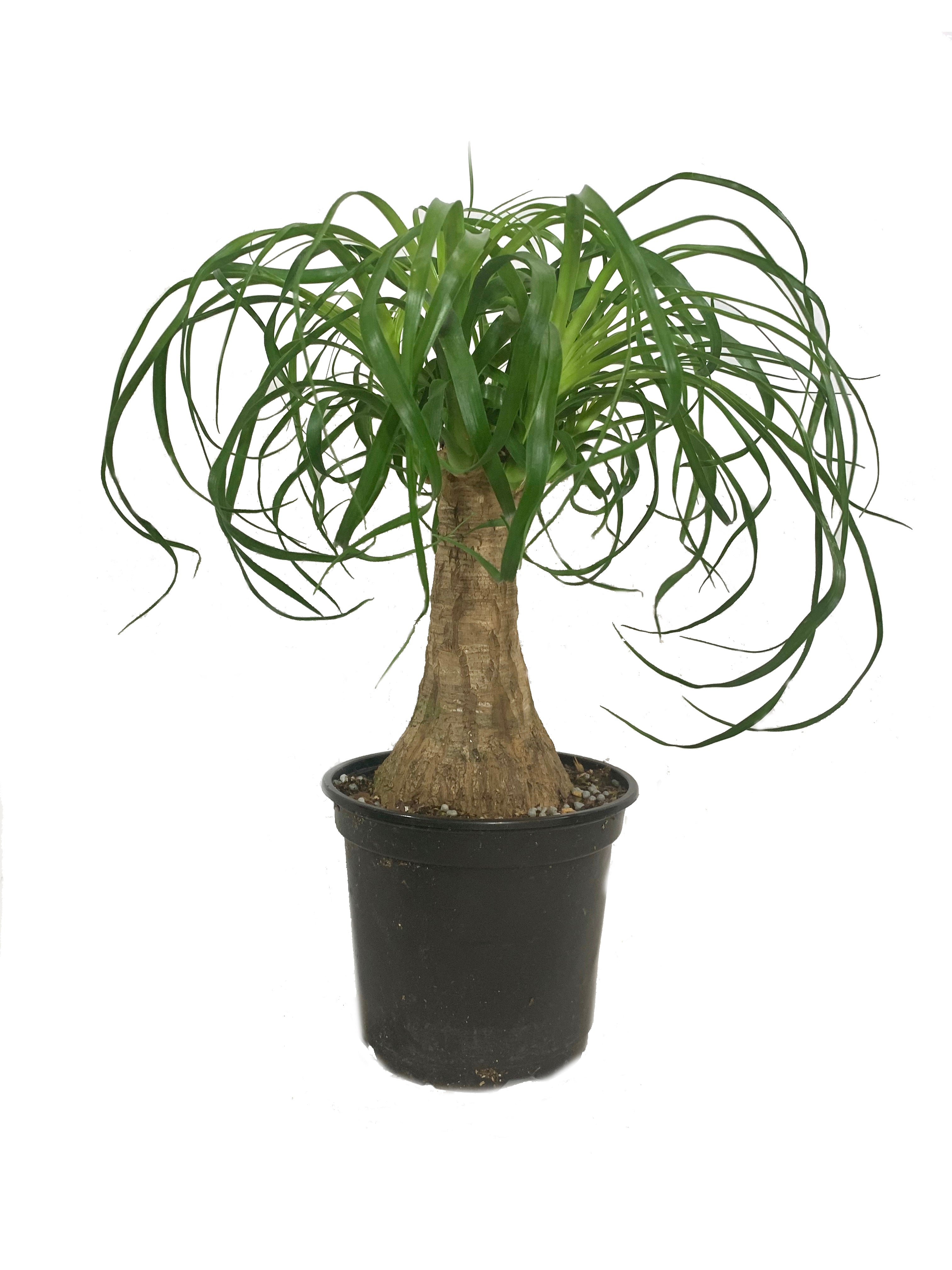 guatemalan ponytail palm tree Ponytail Palm - 3 Live Plants in 6 Inch Growers Pots - Beaucarnea Recurvata