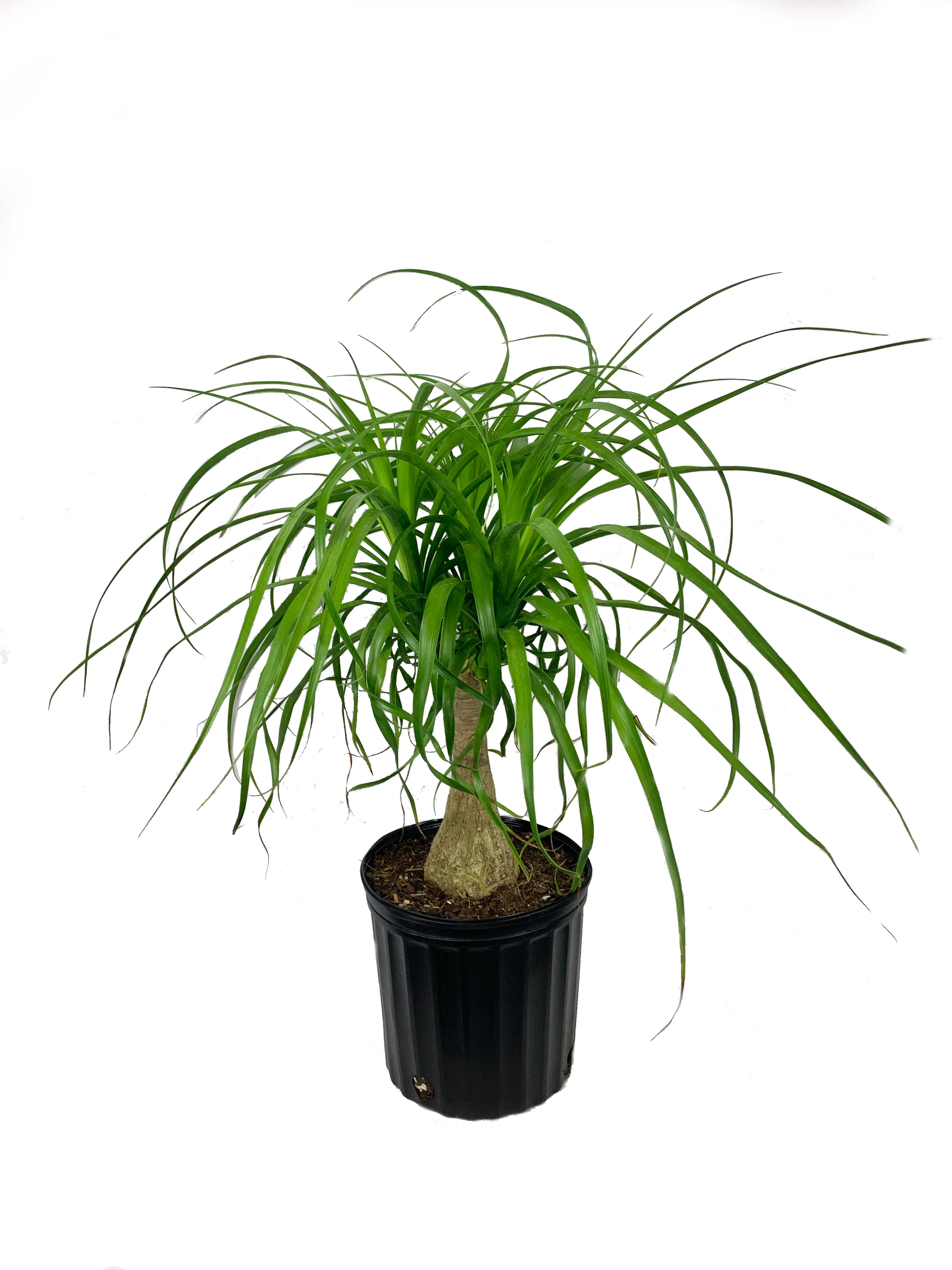 ponytail palm aspca Ponytail Palm - Live Plant in a 10 Inch Pot - Beaucarnea Recurvata