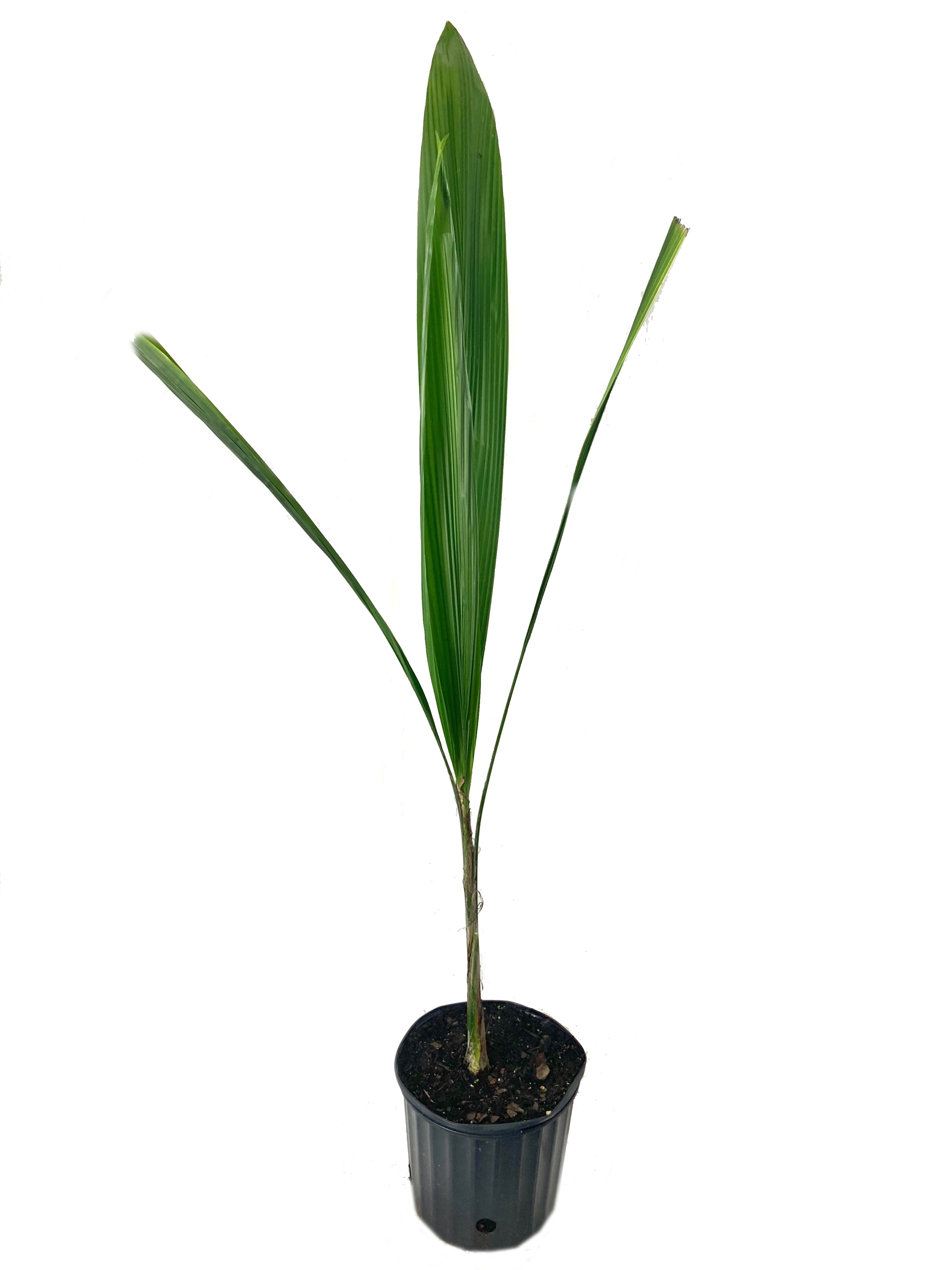 queen palm in planter Queen Palm - Live Plant in an 10 Inch Growers Pot - 3 to 4 Feet Tall - Syagrus Romanzoffiana