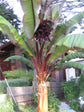 Red Banana Tree - Live Tree in a 3 Gallon Pot - Ensete Ventricosum &
