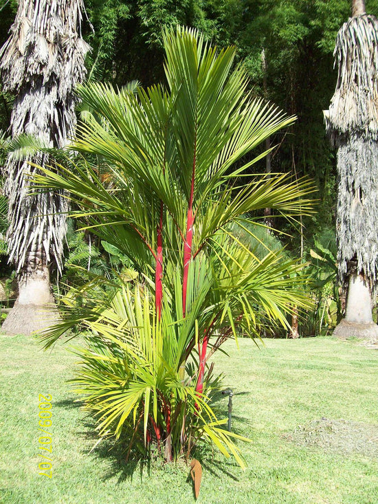 Red Lipstick Seaing Wax Palm - Live Plant in a 3 Gallon Growers Pot - Cyrtostachys Renda - Extremely Rare Ornamental Palms of Florida