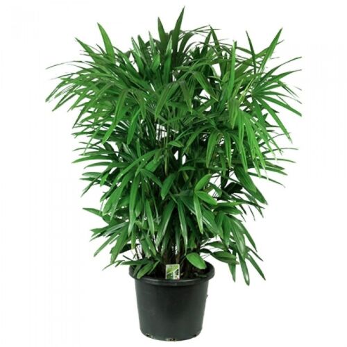 lady palm house plant Lady Palm - Live Plant in a 10 Inch Growers Pot - Rhapis Excelsa
