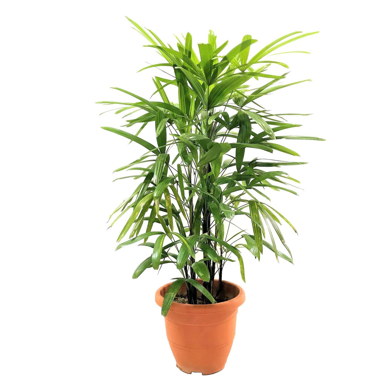 buy lady palm plant Lady Palm - Live Plant in an 8 Inch Growers Pot - Rhapis Excelsa