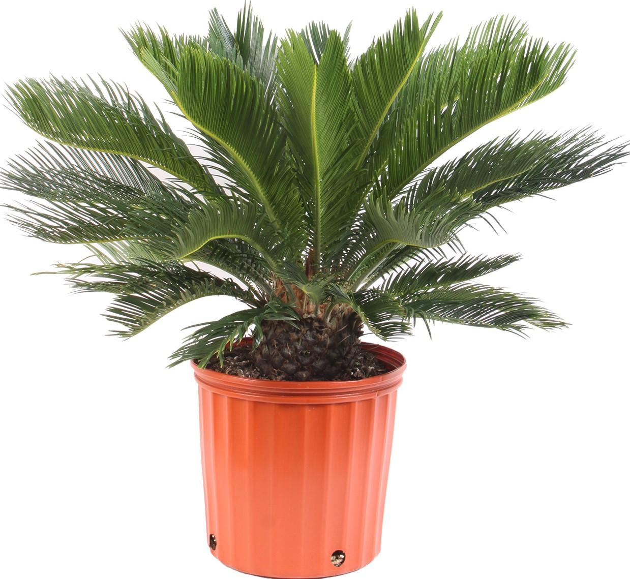 sago palm house plant Wekiva Foliage Sago Palm-Live Plant in an 10 Inch Pot-Cycas Revoluta-Beautiful Clean Air Indoor Outdoor Houseplant