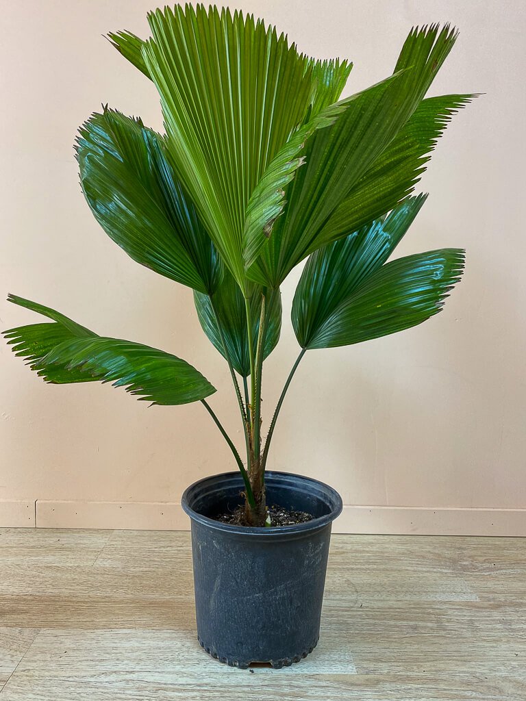 fan palm leaf plant Wekiva Foliage Vanuatu Fan Palm-Ruffled Fan Palm-Live Plant in a 3 Gal. Growers Pot-Licuala Grandis-Palms of Florida