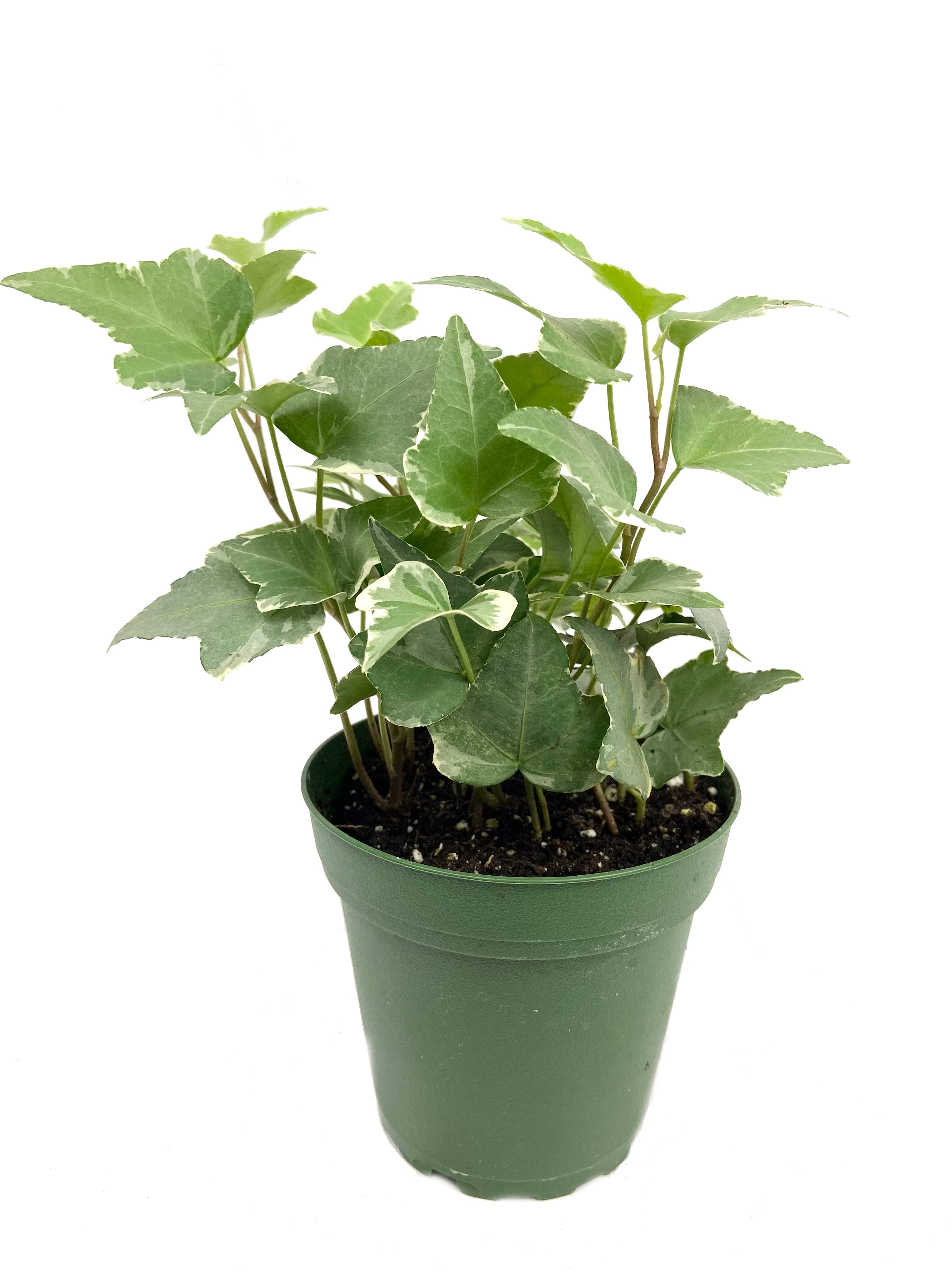 leafy vine house plant Variegated English Ivy - Live Plant in a 4 Inch Pot - Hedera Helix