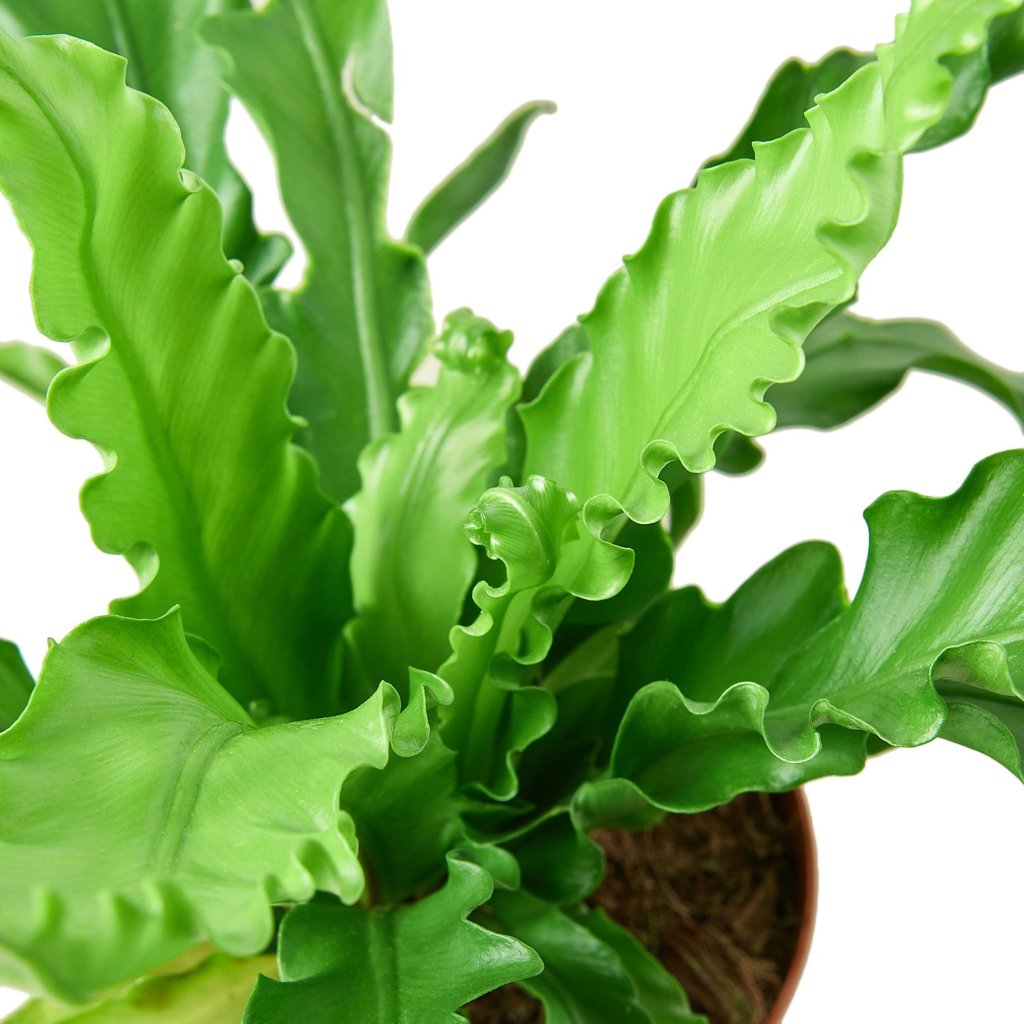 bird nest fern japanese Victoria Japanese Birdsnest Fern - Live Plant in a 6 Inch Pot - Asplenium Nidus Antiquum 'Victoria'