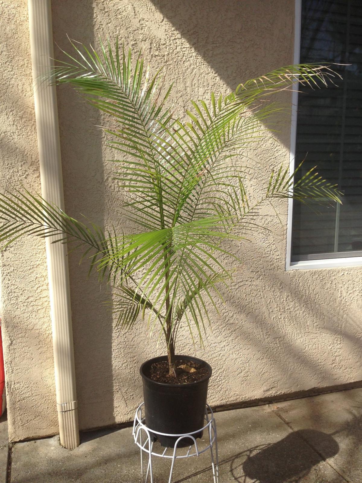 live palm plants for sale Wedding Palm - Live Plant in a 3 Gallon Growers Pot - Lytocaryum Weddellianum