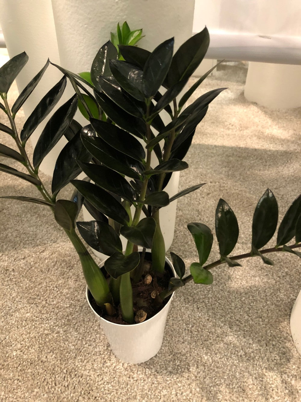 nova zz plant Nova Star ZZ Plant - Live Plant in a 6 Inch Pot - Zamioculcas Zamiifolia "Nova Star