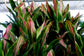 Cordyline Sherbert Ti Plant - Live Plant in an 10 Inch Growers Pot - Cordyline Fruticosa &