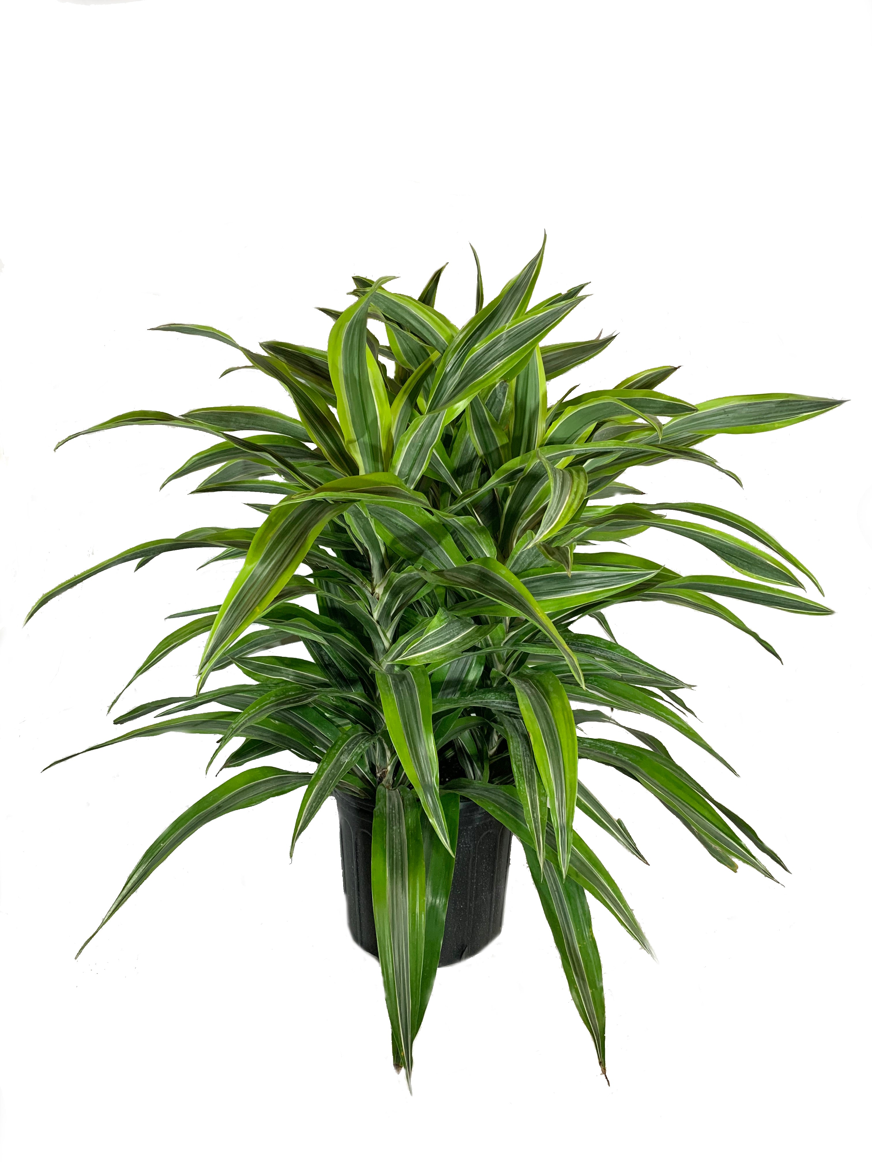 dracaena warneckii lemon lime Wekiva Foliage Dracaena Lemon Lime-Live Plant in an 10 Inch Growers Pot-Dracaena Warneckii Lemon Lime'-Air Purifying Houseplant
