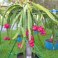 Dragon Fruit Tree On a Trellis - Live Plant in a 3 Gallon Pot - Hylocereous Undatus - Edible Tropical Fruit Plant