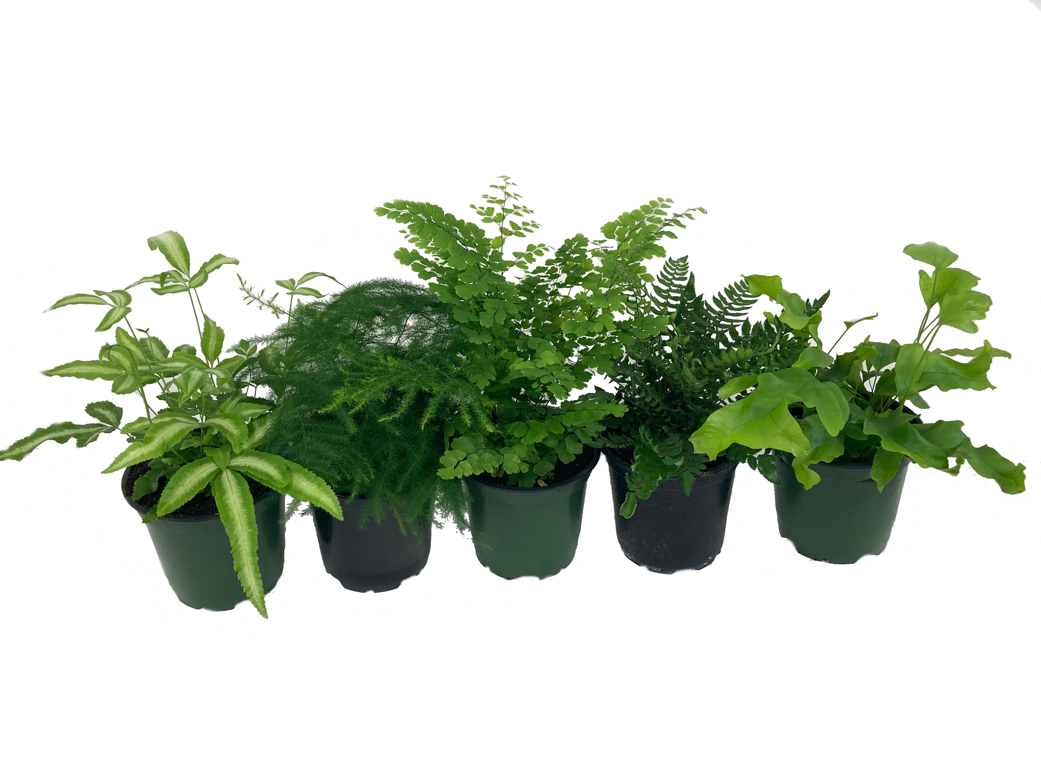 indoor fern plants for sale Exotic Fern Assortment - 5 Live Plants in 4 Inch Pots - Rare and Exotic Ferns from Florida