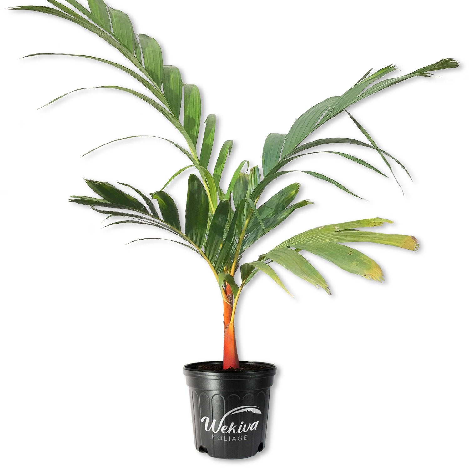 areca palm port orange Orange Crownshaft Palm Tree - Live Plant in a 10 Inch Pot