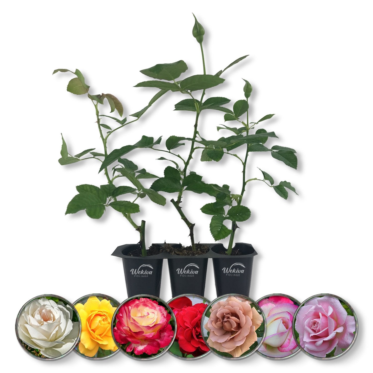 plants in pots for sale Rose Bush Variety Pack - Live Starter Plants in 2 Inch Pots - Grower's Choice One Each of Multiple Rose Varieties