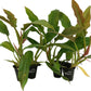 Philodendron Ring of Fire - Live Starter Plants in 2 Inch Pots - Exotic and Rare Indoor Houseplant - A Kaleidoscope of Colors
