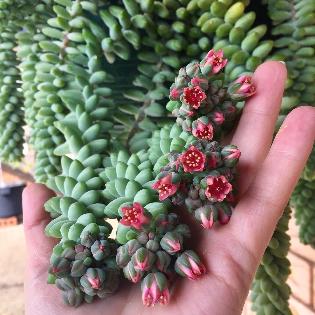 succulent plant burro's tail Wekiva Foliage Burro's Tail-Live Starter Plant in a 2 Inch Pot-Sedum Morganianum-Drought Tolerant Easy Care Succulent Houseplant