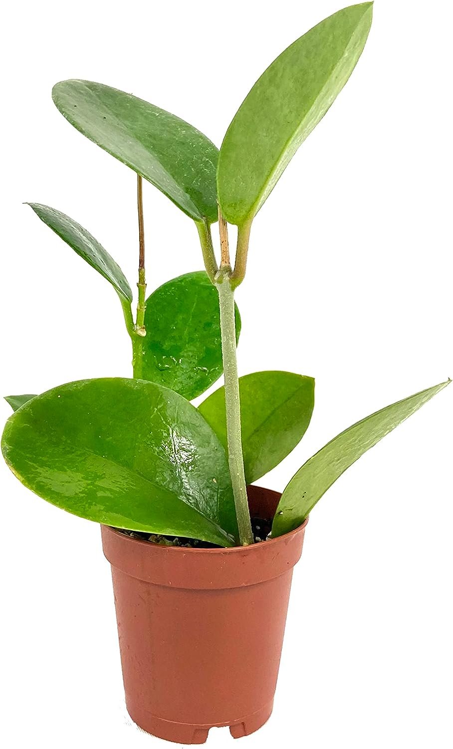 2 inch potted plants Hoya - Live Plant in a 2 Inch Pot