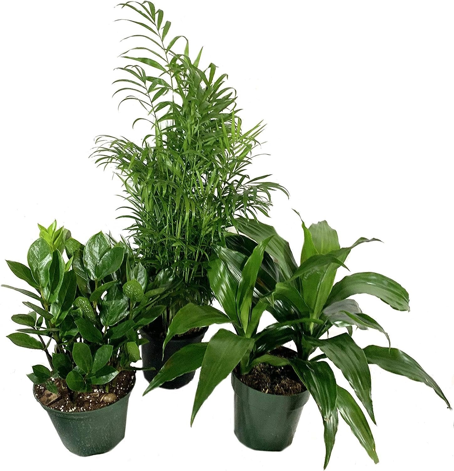 6 air purifying plants Air Purifying Houseplant Multi-Pack - 3 Live Plants in 6 Inch Pots - ZZ Zamioculcas Zamiifolia, Dracaena Janet Craig, Neanthe Bella Parlor Palm