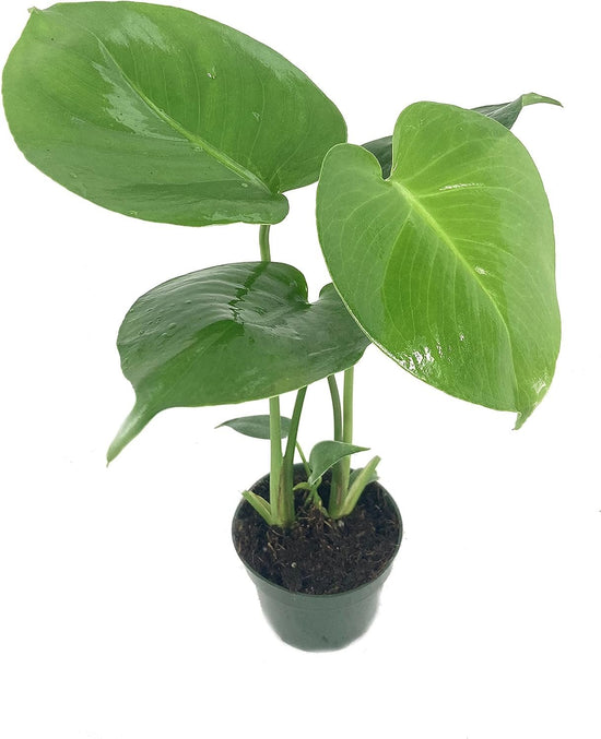 Split Leaf Philodendron - Live Plant in a 4 Inch Pot - Monstera Deliciosa - Beautiful Clean Air Indoor Plant