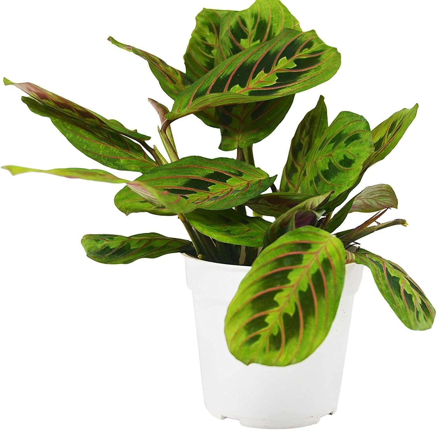 the red prayer plant Red Maranta Prayer Plant - Live Plant in a 4 Inch Pot - Maranta Leuconeura “Erythroneura”