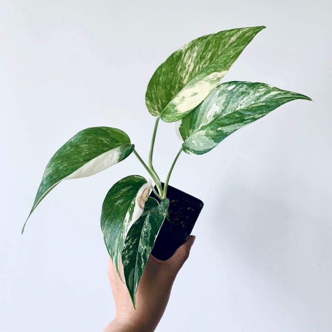 live green pothos plant Wekiva Foliage Variegated Albo Pothos-Live Plant in a 4 in. Pot-Epipremnum Pinnatum Variegata-Vining Houseplant-Air Purifying