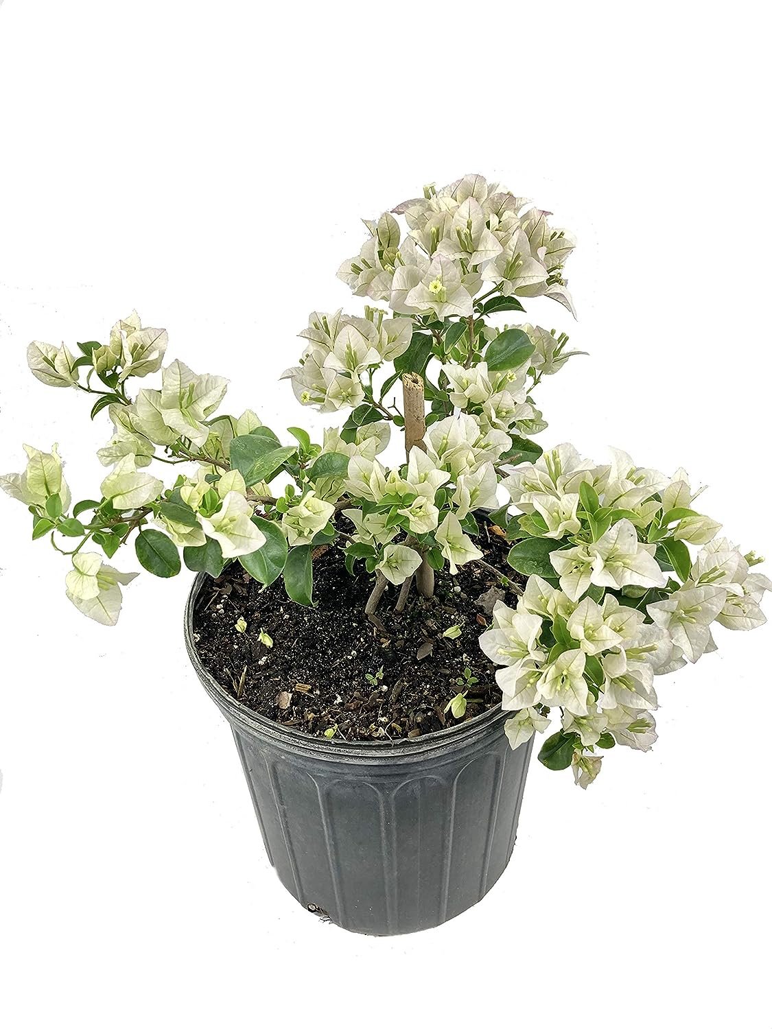 bougainvillea plant in a pot White Bougainvillea - Live Plant in a 3 Gallon Pot