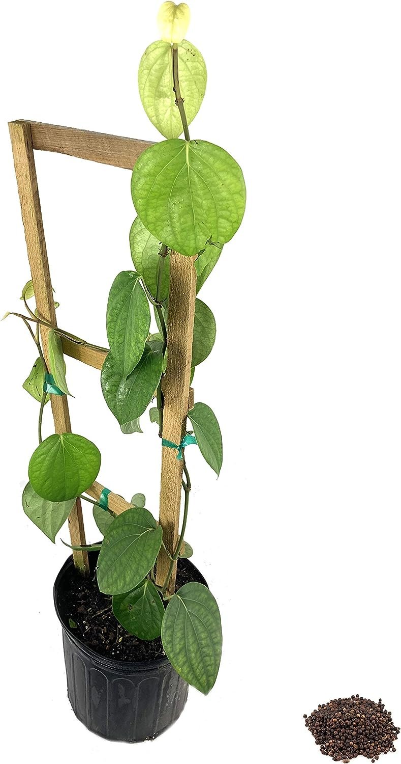 black pepper plant in pot Black Pepper Plant - Live Tree in a 3 Gallon Pot with Trellis