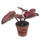 Red Kiss Begonia - Live Starters in 2 Inch Pots - Begonia Rex &