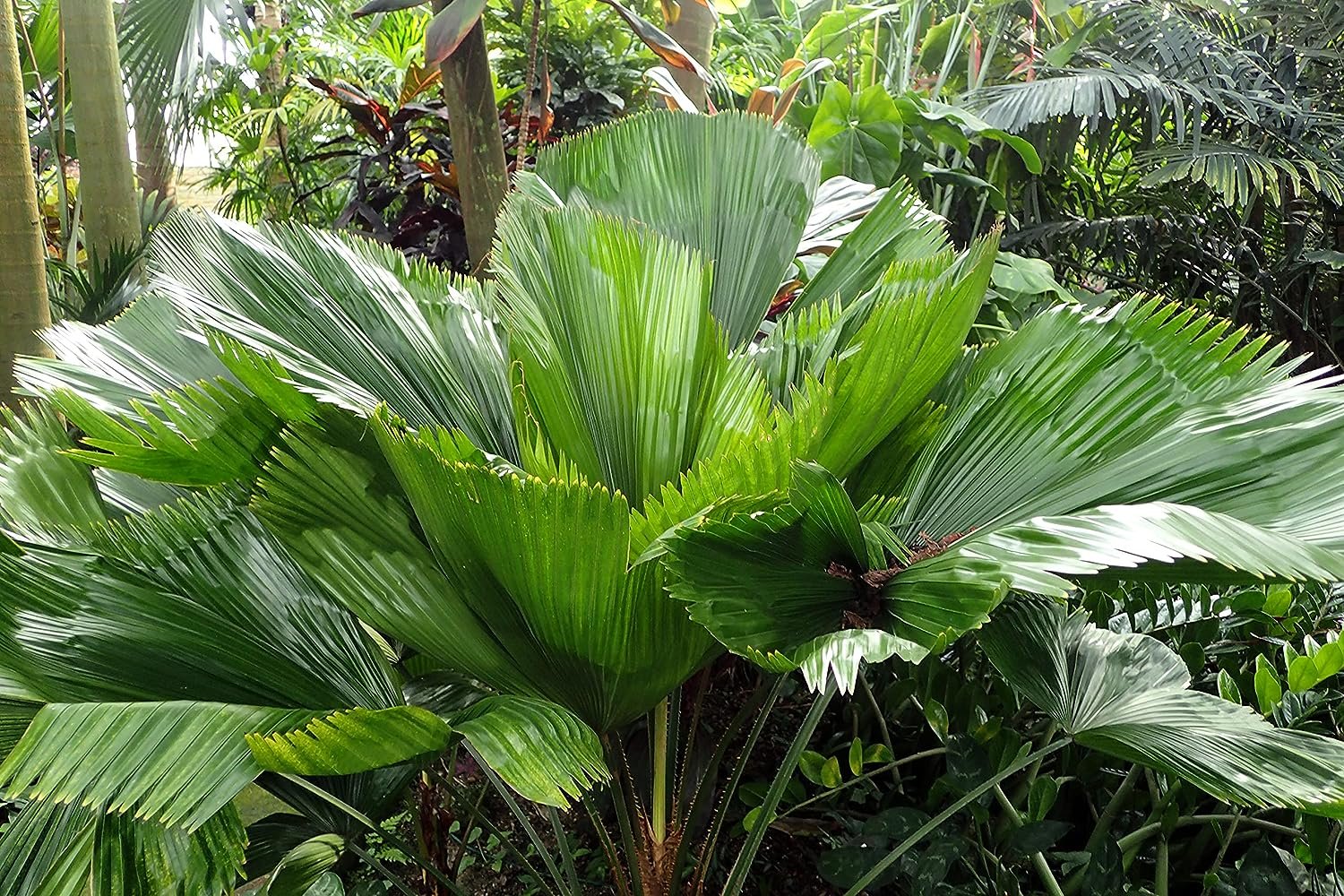 fan leaf palm plant Vanuatu Fan Palm - Ruffled Fan Palm - Live Plant in a 4 Inch Growers Pot - Licuala Grandis