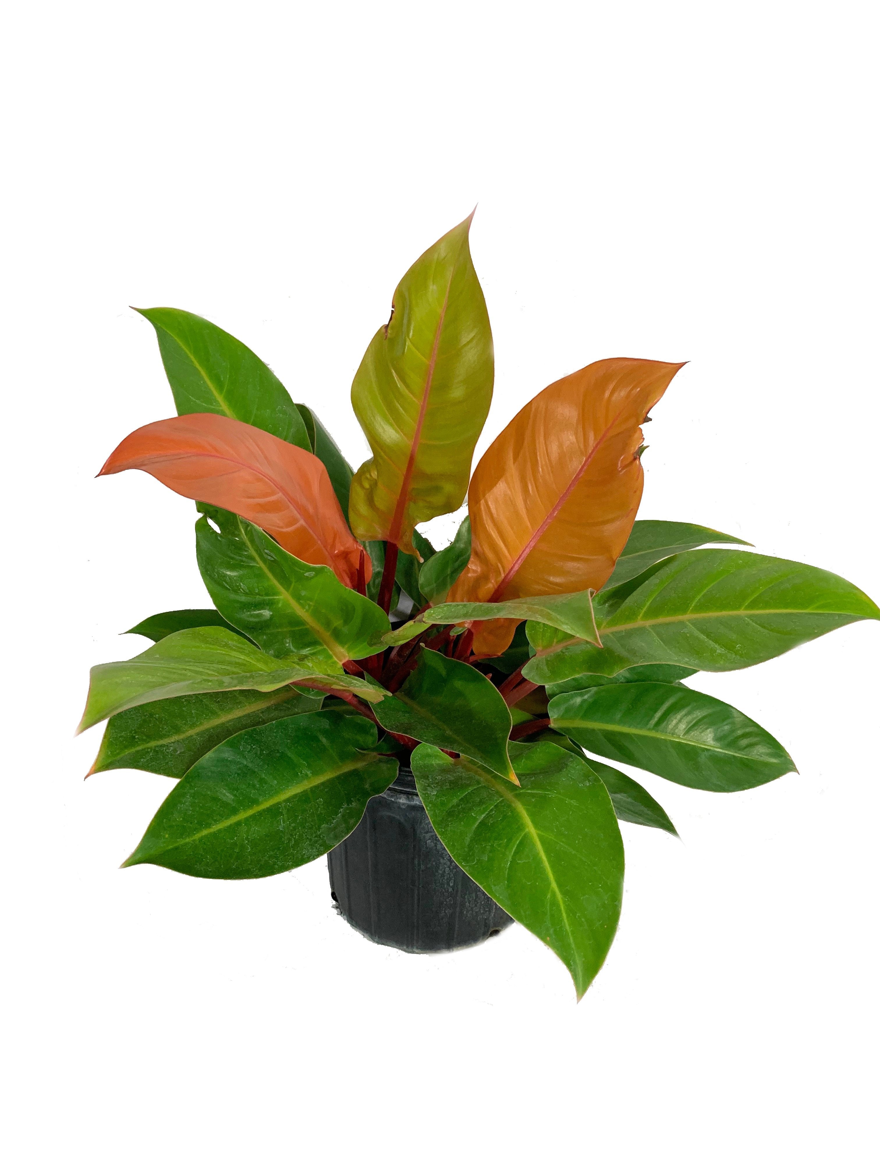 full grown philodendron prince of orange Philodendron Prince of Orange - Live Plant in a 10 Inch Growers Pot - Philodendron Prince of Orange