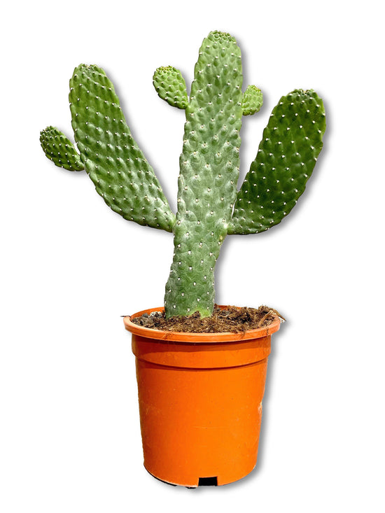Roadkill Cactus - Live Plant in a 6 Inch Pot - Consolea Rubescens - Beautiful Indoor Outdoor Cacti Succulent Houseplant