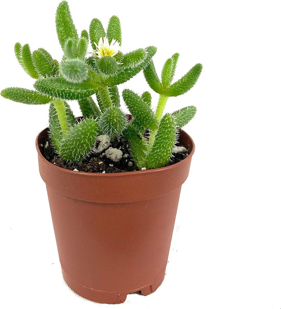 Pickle Plant - Live Plants in 2 Inch Pots - Ice Plant - Delosperma Echinatum - Beautiful Indoor Outdoor Cacti Succulent Houseplant
