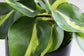 Philodendron - Live Plants in 6 Inch Pots - Rare and Elegant Indoor Houseplant