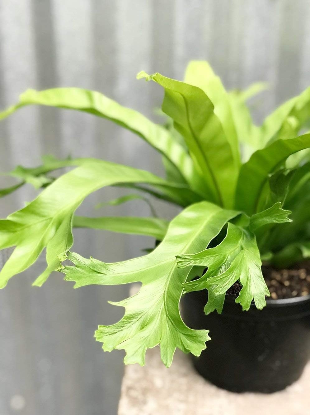 crissie birds nest fern care Crissie Bird's Nest Fern - Live Plants in 4 Inch Pots - Asplenium Nidus