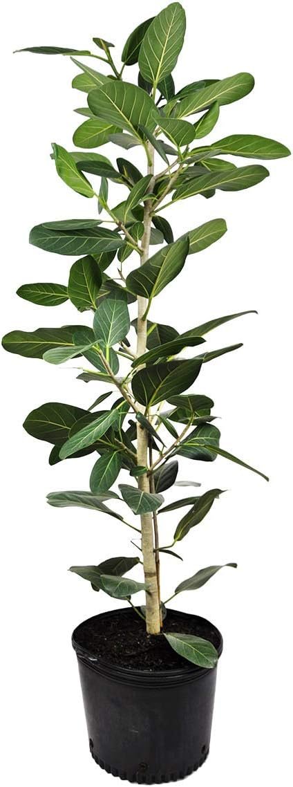 live audrey ficus Ficus Audrey Column - Live Plant in a 10 Inch Pot - Ficus Benghalensis