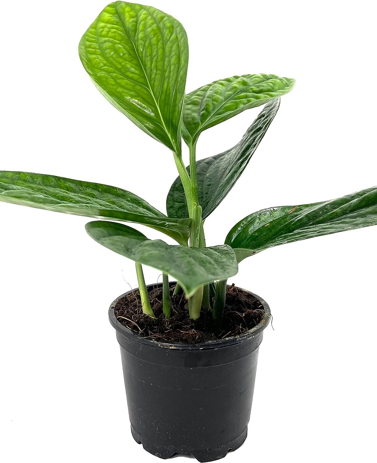 4 inch monstera Monstera Peru - Live Plant in a 4 Inch Pot - Monstera karstenianum