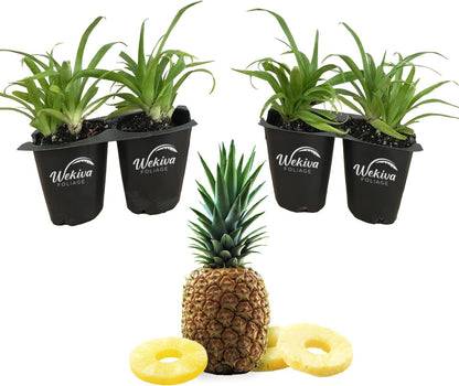 Pineapple Plant - 4 Live Starter Plants - Ananas Comosus - Edible Fruit Tree for The Patio and Garden
