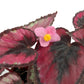 Red Kiss Begonia - Live Starters in 2 Inch Pots - Begonia Rex &
