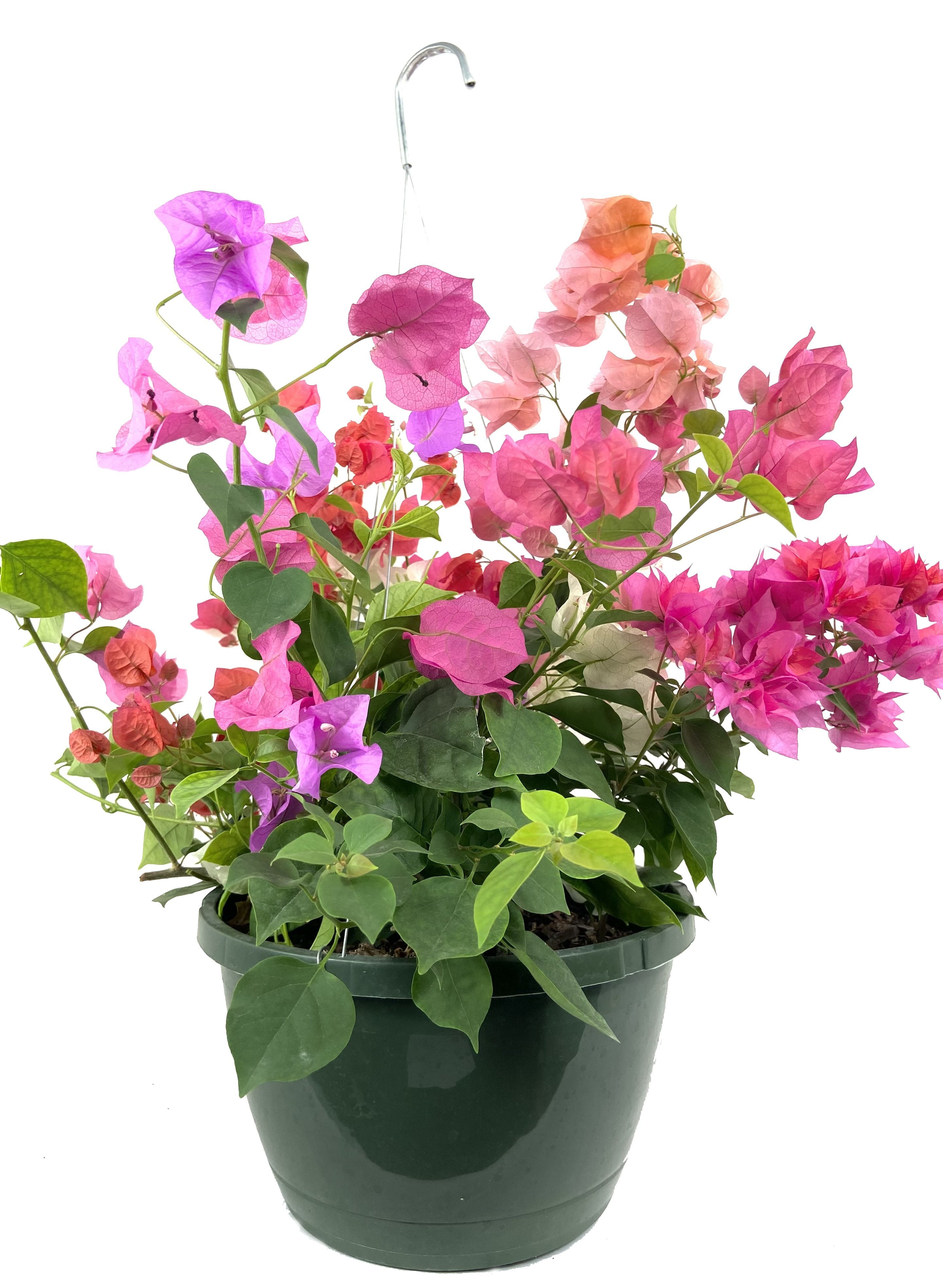 bougainvillea plant hanging basket Bougainvillea Hanging Basket - Live Plant in a 10 Hanging inch Pot - Multicolor