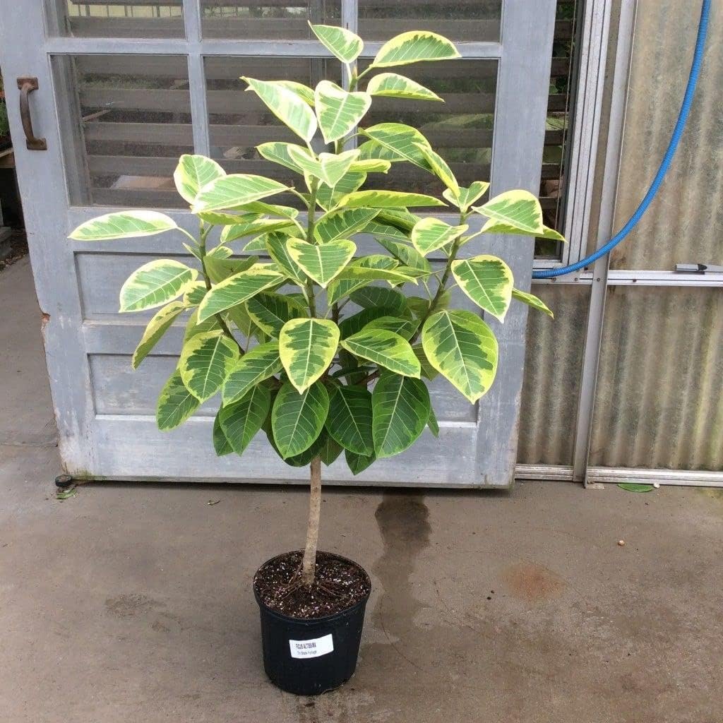 golden rubber tree Yellow Gem Ficus Tree - Live Plant in a 10 Inch Pot