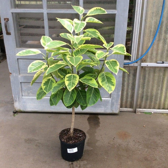 Yellow Gem Ficus Tree - Live Plant in a 10 Inch Pot - Ficus Elastica &