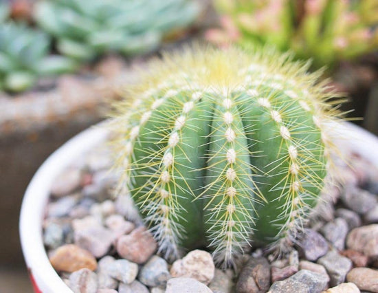 Ball Cactus - Live Plants in 4 Inch Pots - Parodia Magnifica - Beautiful and Unique Cactus Succulent
