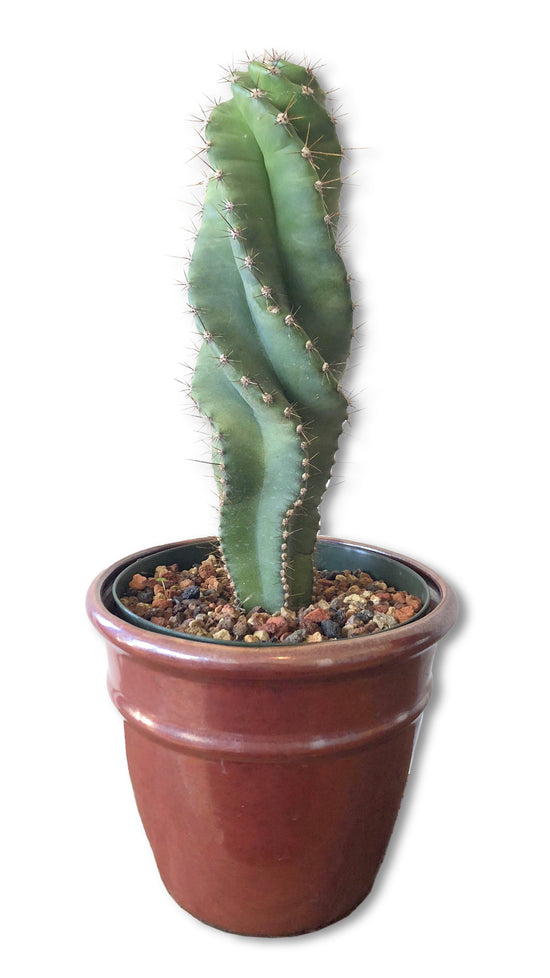 Spiral Cactus - Live Plant in a 6 Inch Pot - Cereus Forbesii - Beautiful Indoor Outdoor Cacti Succulent Houseplant