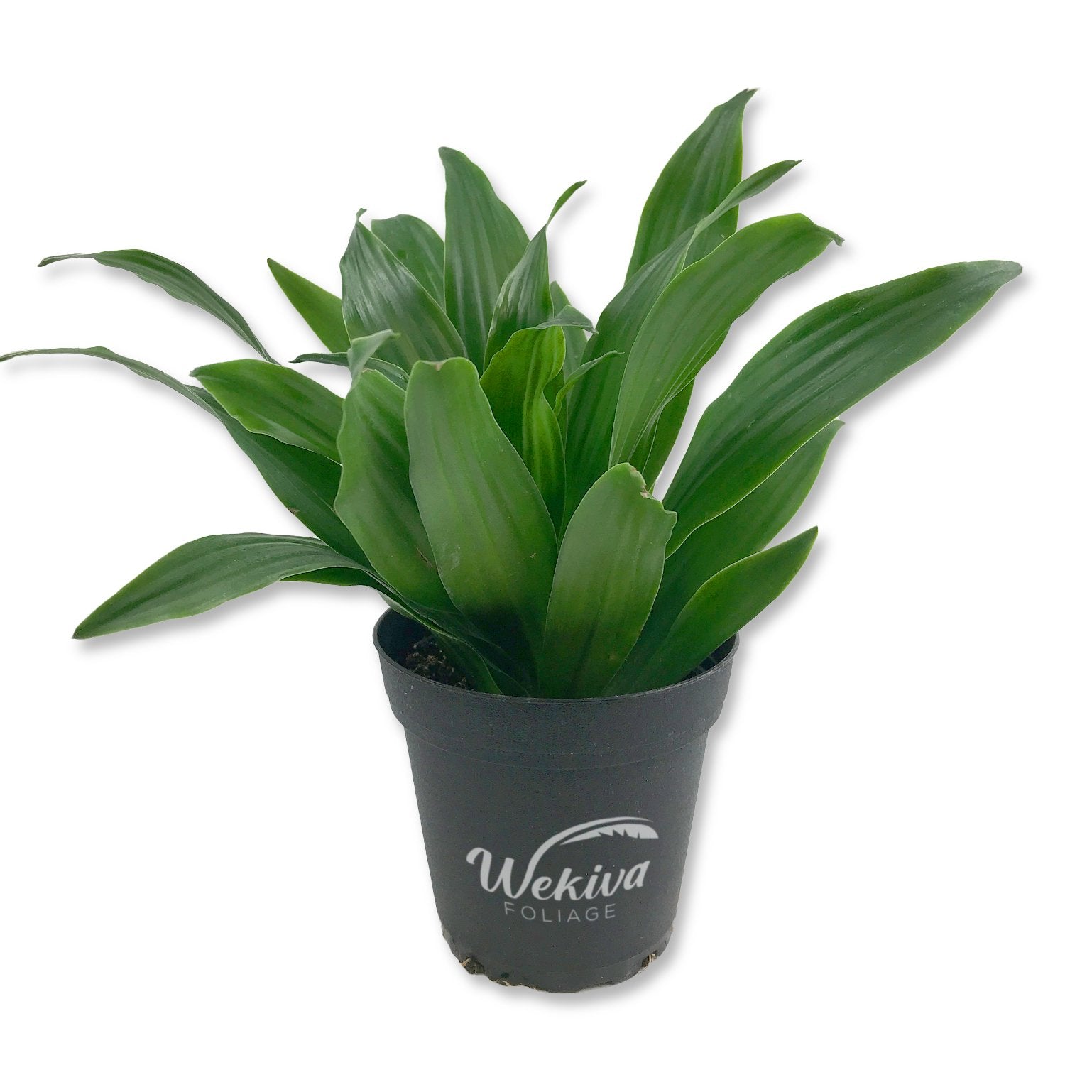 dracaena deremensis janet craig Wekiva Foliage Dracaena Janet Craig Compacta-Live Plant in a 4 in. Pot-Dracaena Deremensis 'Compacta'-Easy Care